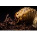 Escarabajo rinoceronte africano (larva) -oryctes owariensis